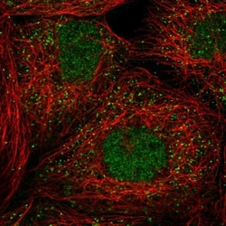 PELI3 Antibody, Novus Biologicals:Antibodies:Primary Antibodies